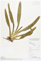 登錄號:BS04310藏品圖，第1張