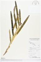 登錄號:BS04311藏品圖，第1張