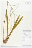 登錄號:BS04314藏品圖，第1張