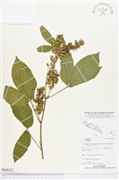 登錄號:BS04315藏品圖，第1張