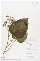 登錄號:BS04316藏品圖，第1張