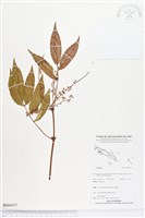 登錄號:BS04317藏品圖，第1張