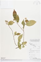 登錄號:BS04318藏品圖，第1張