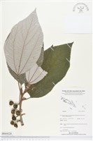 登錄號:BS04320藏品圖，第1張