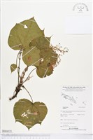 登錄號:BS04321藏品圖，第1張