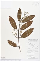 登錄號:BS04322藏品圖，第1張