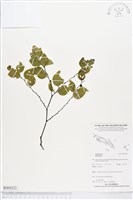 登錄號:BS04323藏品圖，第1張