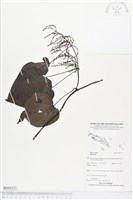 登錄號:BS04325藏品圖，第1張