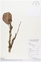 登錄號:BS04326藏品圖，第1張