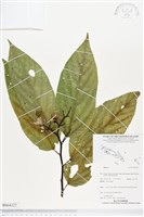 登錄號:BS04327藏品圖，第1張