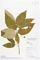 山麻樹藏品圖，第1張