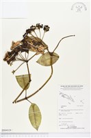 登錄號:BS04329藏品圖，第1張