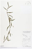 戟葉菜欒藤藏品圖，第1張