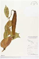 登錄號:BS04331藏品圖，第1張