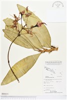 大鬼石斛蘭藏品圖，第1張