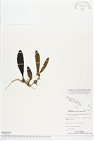 登錄號:BS04334藏品圖，第1張