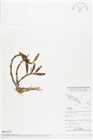 登錄號:BS04335藏品圖，第1張