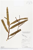 登錄號:BS04336藏品圖，第1張