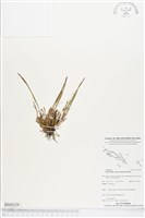 登錄號:BS04338藏品圖，第1張