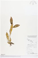 登錄號:BS04339藏品圖，第1張
