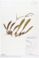 登錄號:BS04340藏品圖，第1張