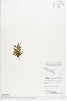 登錄號:BS04341藏品圖，第1張