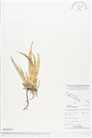 登錄號:BS04343藏品圖，第1張