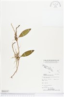 登錄號:BS04345藏品圖，第1張