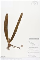 登錄號:BS04346藏品圖，第1張