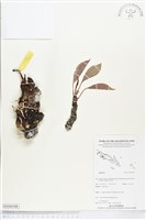 登錄號:BS04348藏品圖，第1張