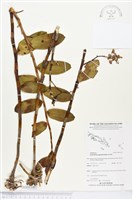 登錄號:BS04349藏品圖，第1張