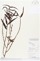 登錄號:BS04350藏品圖，第1張