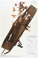 登錄號:BS04351藏品圖，第1張