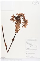 登錄號:BS04352藏品圖，第1張