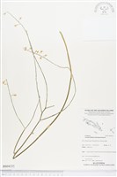 登錄號:BS04355藏品圖，第1張