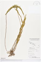 登錄號:BS04359藏品圖，第1張