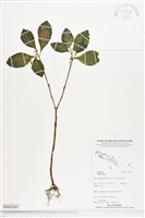 登錄號:BS04360藏品圖，第1張