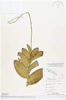 登錄號:BS04362藏品圖，第1張