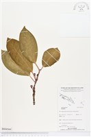 登錄號:BS04364藏品圖，第1張