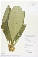 登錄號:BS04365藏品圖，第1張