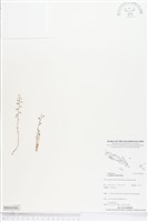 登錄號:BS04366藏品圖，第1張