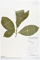 登錄號:BS04367藏品圖，第1張