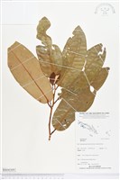 登錄號:BS04369藏品圖，第1張