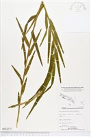 登錄號:BS04372藏品圖，第1張