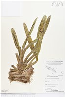 登錄號:BS04374藏品圖，第1張