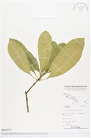 登錄號:BS04375藏品圖，第1張