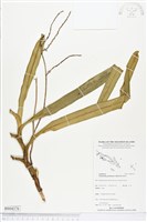 登錄號:BS04376藏品圖，第1張