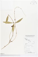 登錄號:BS04377藏品圖，第1張