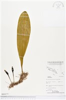 登錄號:BS04379藏品圖，第1張