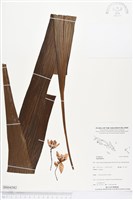 登錄號:BS04382藏品圖，第1張